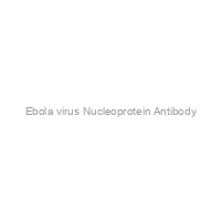 Ebola virus Nucleoprotein Antibody